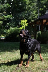 Rottweiler Hund spielt mit Wasser im Sommer