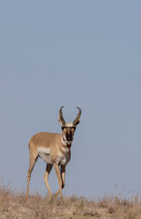 Pronghorn Antelope Buck in the Utah Desert in Autumn