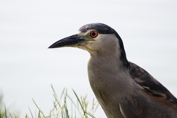  Portrait of a  black-crowned night heron  (Nycticorax nycticorax)