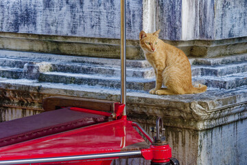 cat on a temple in Phnom Penh