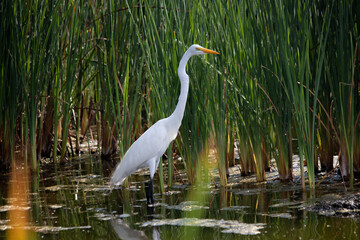 white heron on a swamp with tall grass in the background