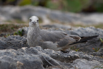 Close-up of a beautifull Seagull in Tulum, Mexico. Leucophaeus atricilla.