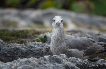 Close-up of a beautifull Seagull in Tulum, Mexico. Leucophaeus atricilla.