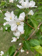 Obraz premium flowers