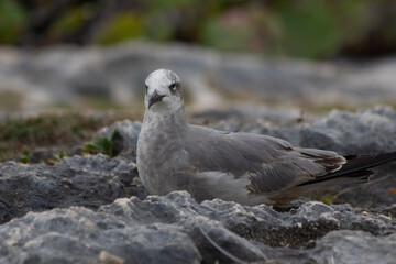 Close-up of a beautifull Seagull in Tulum, Mexico. Leucophaeus atricilla.