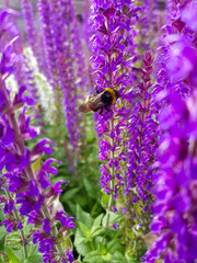 bumblebee on Balkan clary also woodland sage (in german Hain-Salbei also Steppen-Salbei) Salvia nemorosa