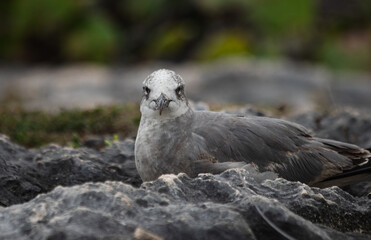Close-up of a beautifull Seagull in Tulum, Mexico. Leucophaeus atricilla.