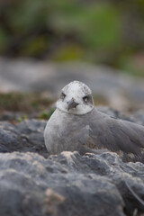 Close-up of a beautifull Seagull in Tulum, Mexico. Leucophaeus atricilla.