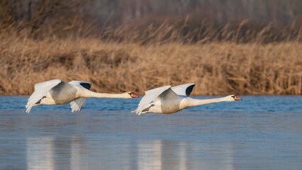 two swans flying over lake water