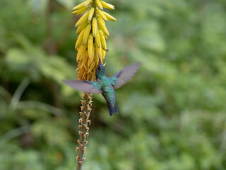A Trochilidae hummingbird, possibly a Chalybura or Saucerottia, hovers near a blooming Aloe vera flower, showcasing iridescent green plumage while feeding.