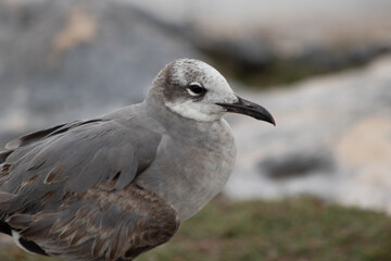 Close-up of a beautifull Seagull in Tulum, Mexico. Leucophaeus atricilla.
