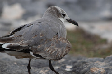 Close-up of a beautifull Seagull in Tulum, Mexico. Leucophaeus atricilla.