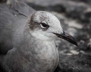 Close-up of a beautifull Seagull in Tulum, Mexico. Leucophaeus atricilla.