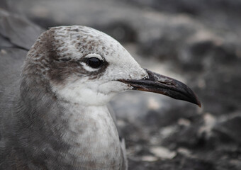 Close-up of a beautifull Seagull in Tulum, Mexico. Leucophaeus atricilla.