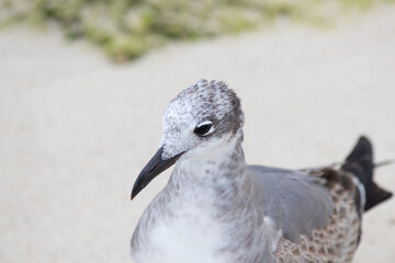 Close-up of a beautifull Seagull in Tulum, Mexico. Leucophaeus atricilla.