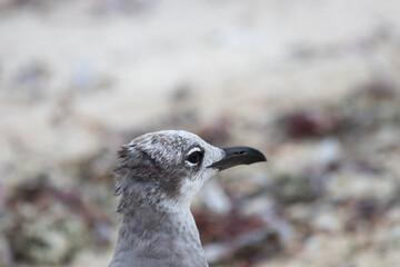 Close-up of a beautifull Seagull in Tulum, Mexico. Leucophaeus atricilla.