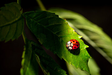 Ladybug on green leaf