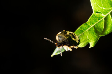 Bug on Leaf