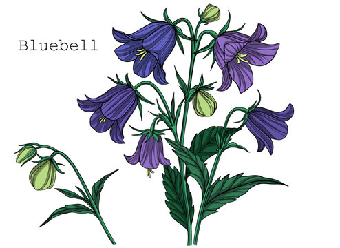 Vector harebell flowers, floral illustration