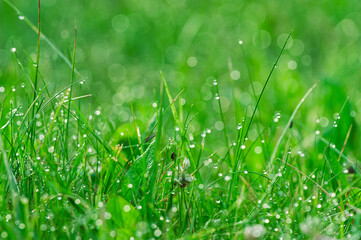 zielona soczysta trawa z rosą jak tło © Henryk Niestrój