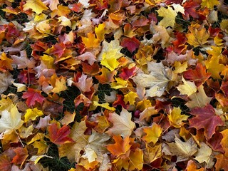 buntes Herbstlaub in verschiedenen Farben als Bildhintergrund