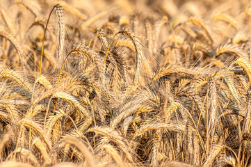 tło z pola ze zbożem w Polsce © Henryk Niestrój