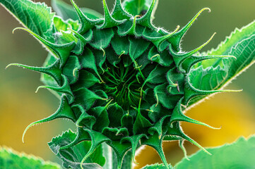 nierozbity kwiat słonecznika w pąku © Henryk Niestrój