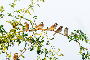stado wróbli siedzi na gałęzi krzewu na jasnym tle