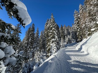 Excellently arranged and cleaned winter trails for walking, hiking, sports and recreation in the area of the tourist resort of Davos in the Swiss Alps - Canton of Grisons, Switzerland (Schweiz)