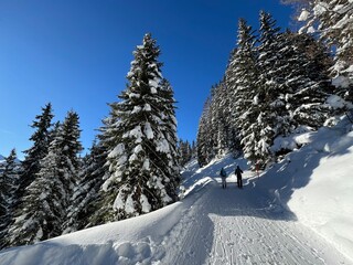 Excellently arranged and cleaned winter trails for walking, hiking, sports and recreation in the area of the tourist resort of Davos in the Swiss Alps - Canton of Grisons, Switzerland (Schweiz)