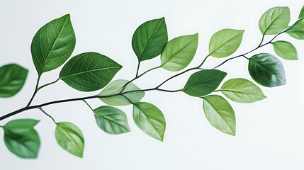 Green Leaf Collection: Artistic Watercolor and Detailed Digital Illustrations Featuring Clovers, Tropical Leaves, Falling Foliage, and Textured Dry Leaves - Perfect for Nature-Themed Designs and Decor