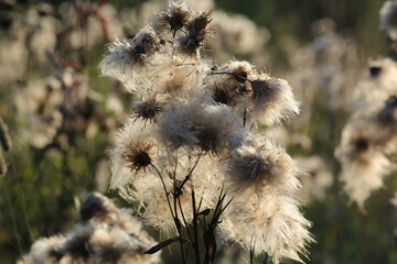 The fluff of the Cirsium arvense plant in late summer