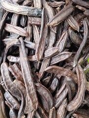 The carob (Ceratonia siliqua) is a flowering evergreen tree or shrub in the Caesalpinioideae sub family of the legume family.