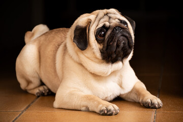 A pug with a tan coat and dark face, head slightly tilted, looking upwards with expressive eyes and a wrinkled face, creating an endearing portrait.