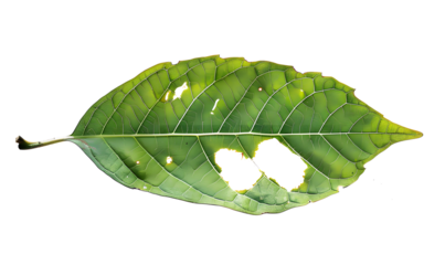 leaf with holes isolated on transparent background. Green leaves are eaten by worms or pests