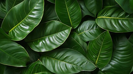 Green Leaf Collection: Artistic Watercolor and Detailed Digital Illustrations Featuring Clovers, Tropical Leaves, Falling Foliage, and Textured Dry Leaves - Perfect for Nature-Themed Designs and Decor