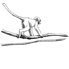 Female proboscis monkey or long-nosed monkey walking on tree branch Hand drawn illustration, Freehand sketch vector black and white