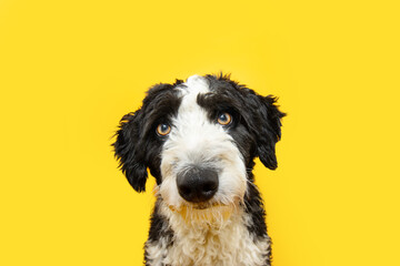 Portrait serious and attentive Spaniel water dog looking at camera. Isolated on yellow background