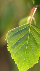 Liść brzozy  © Pabarte