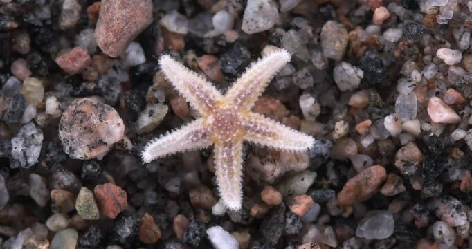 Yuong starfish Asterias rubens under microscope, family Asteriidae. Asteroidea. Size about 3 cm. White Sea