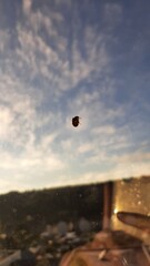 insecto y cielo