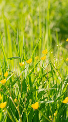 Jaskier żółte kwiaty polne © Pabarte