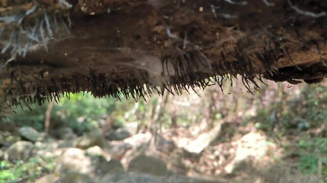 A log full of fungi
