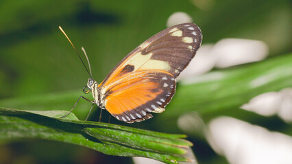 Mechanitis , Ithomiini , tigerwings, motyl makro © Pabarte