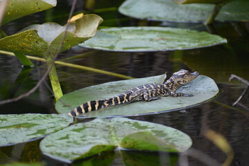  Baby Alligator on a Lilly Pad