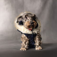 Grey schnauzer in a cloudy fabric backdrop with a sweet sight