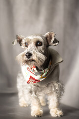 Beautiful white schnauzer seating in a cloudy fabric floor 