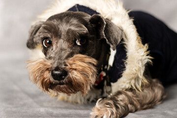 a beautiful pet with a sweet sight close up