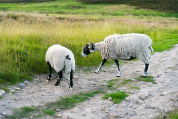 Sheep grazing along a rural path in a tranquil landscape during daylight hours