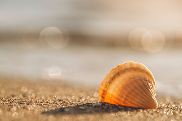 Colorful shell resting on sandy beach at sunset, capturing the beauty of nature